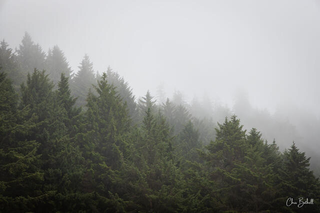 Hidden Pines 2
