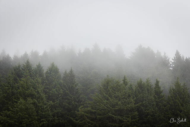 Hidden Pines