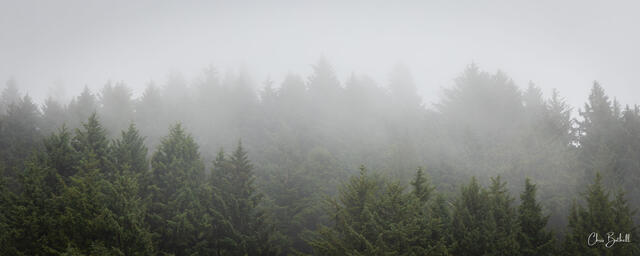 Hidden Pines