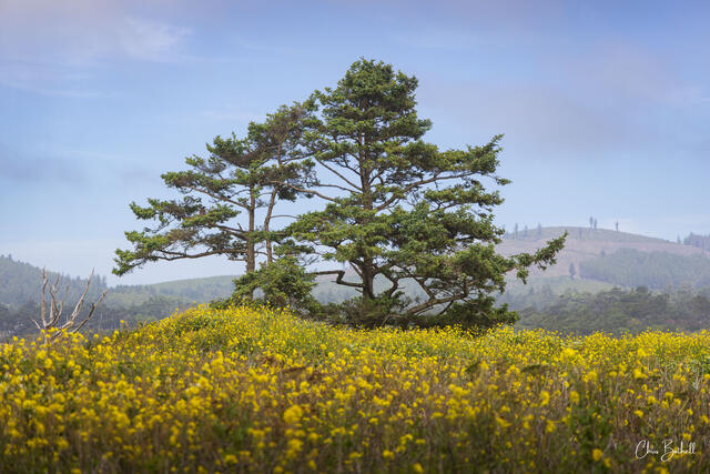 Enchanting Tree