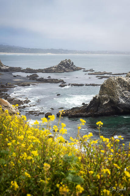 Spring Tides Vertical