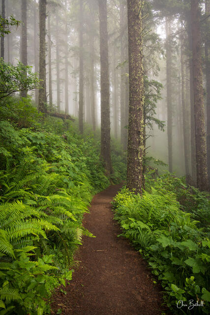Into the Forest