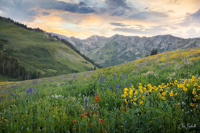 Albion Wilderflower Sunset