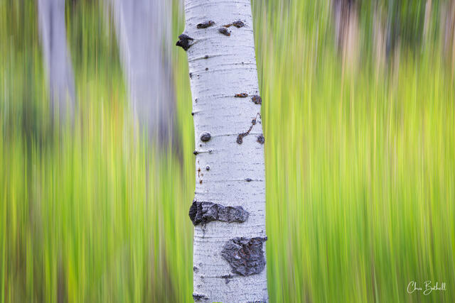 Aspen Blend