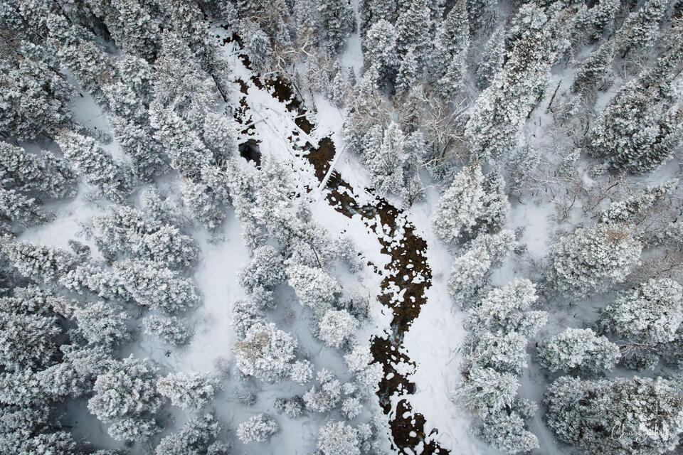 Winter Stream