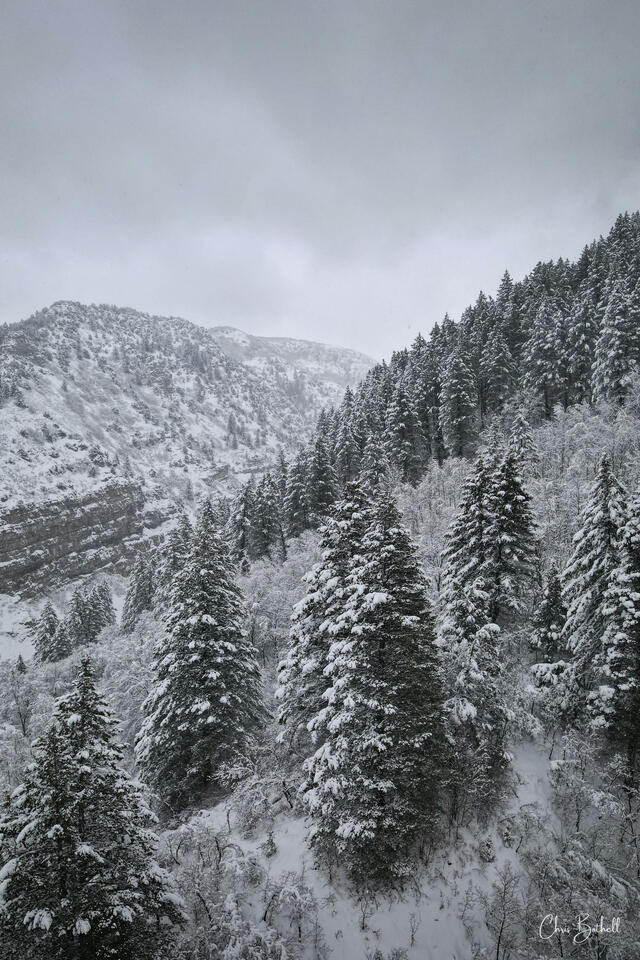 Evergreen Army Vertical