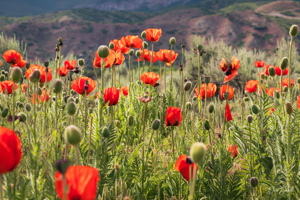 Alpine Poppies
