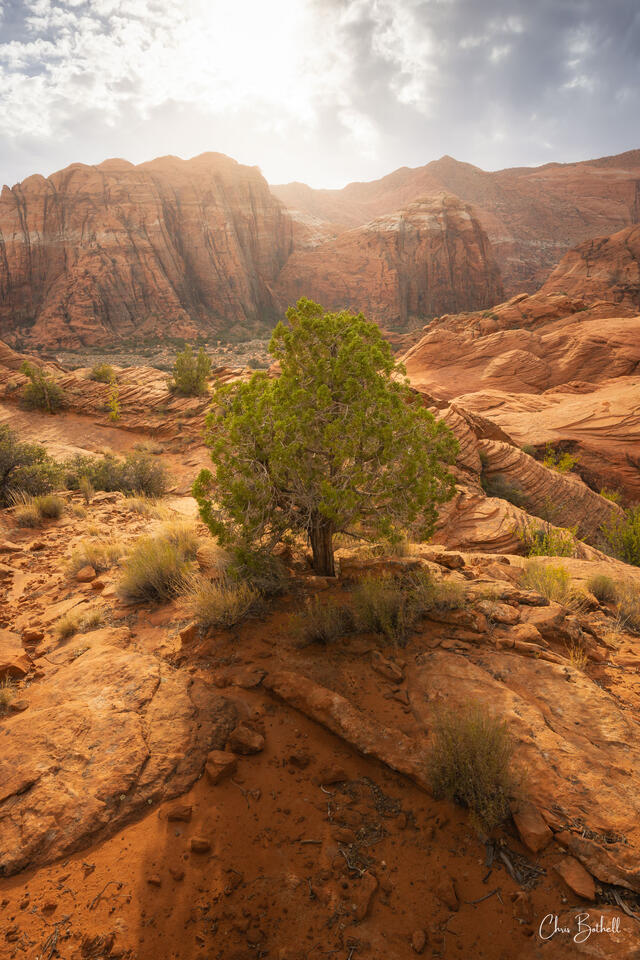 Tree of Inspiration