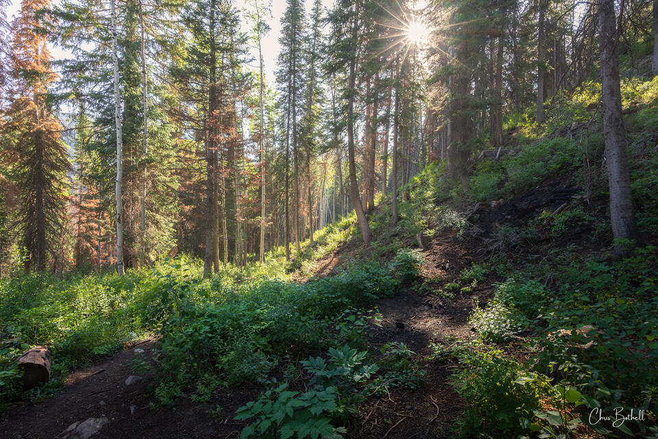 Forest Comfort