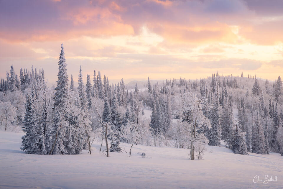 Winter Glory
