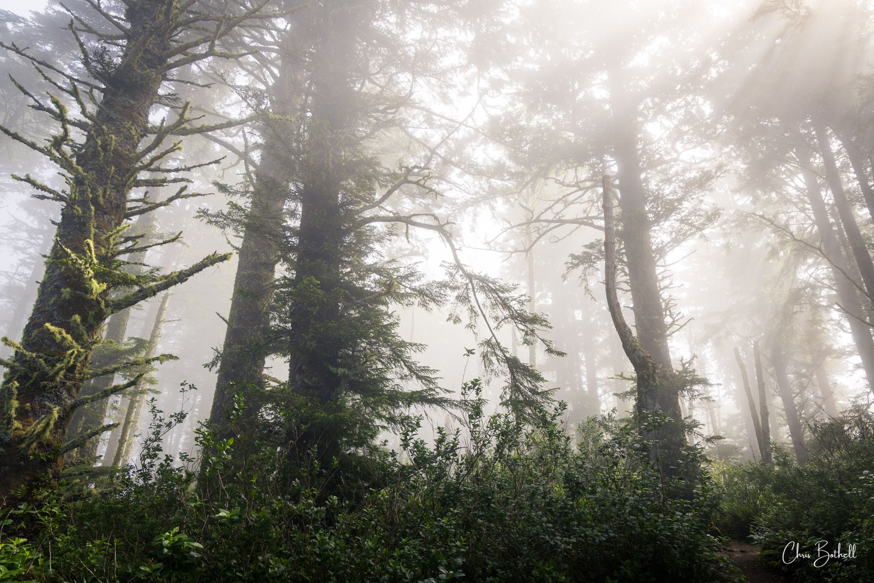Foggy Dreams Soft, golden light pours through the forest canopy, wrapping the ancient Oregon woodland in a luminous, dreamlike glow.