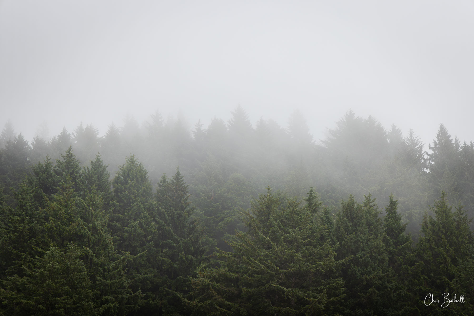 Hidden Pines A blanket of white fog drifts across the treetops, softening the rugged edges of the Oregon wilderness into a ethereal, dreamlike...