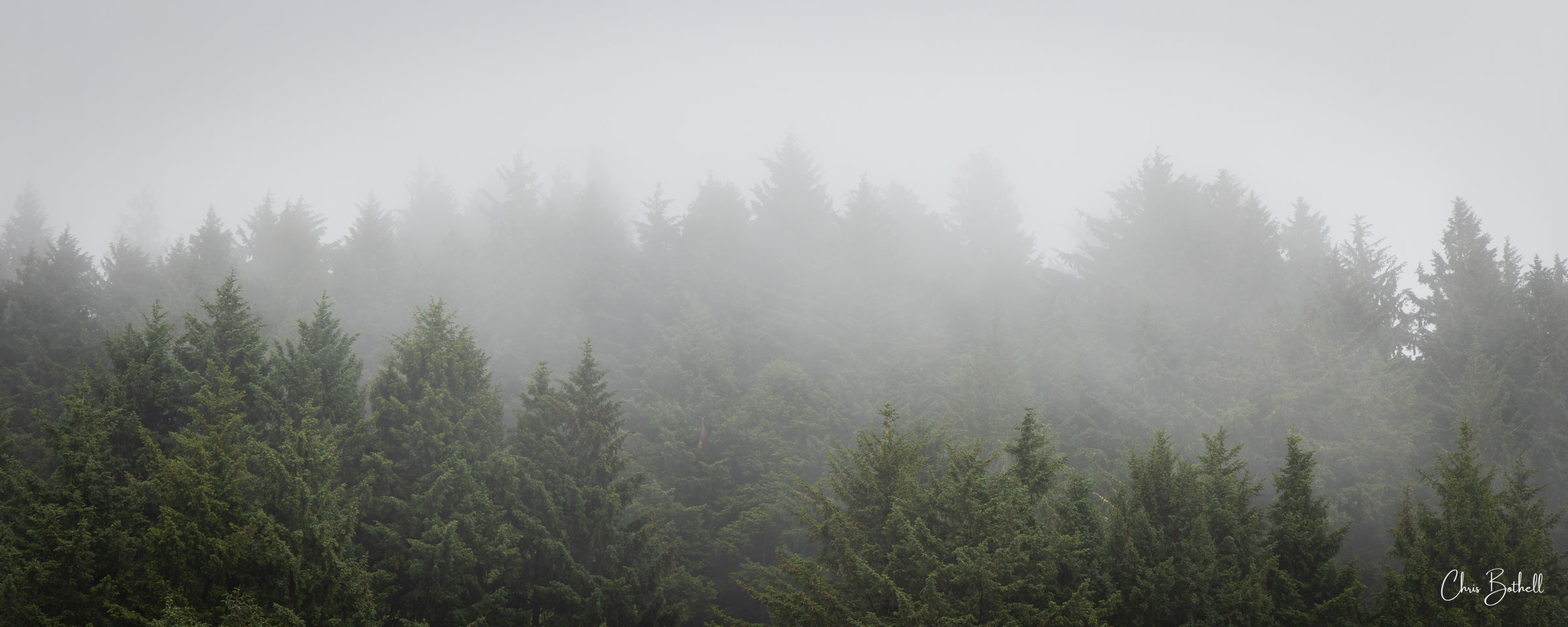 Hidden Pines A blanket of white fog drifts across the treetops, softening the rugged edges of the Oregon wilderness into a ethereal, dreamlike...