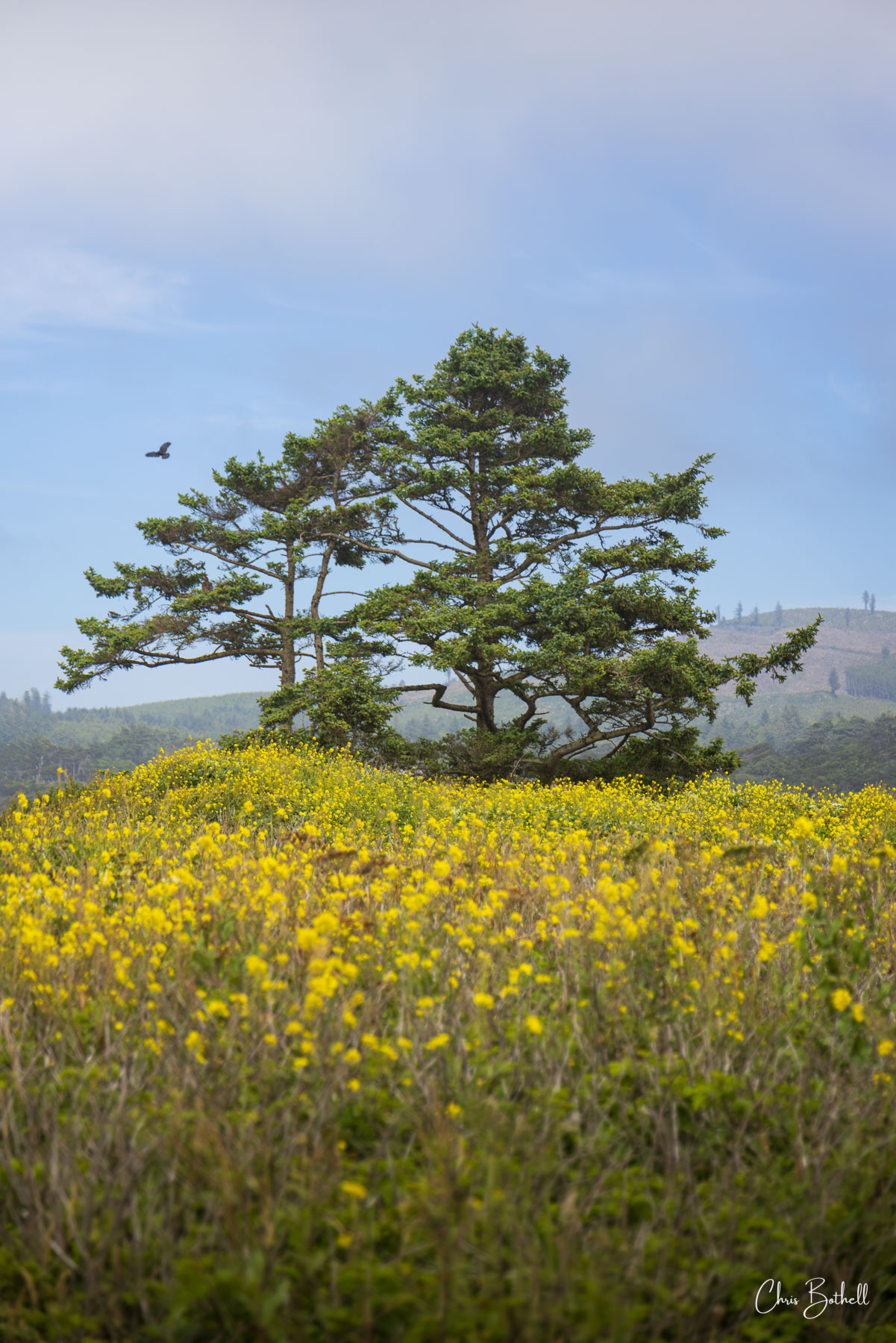 Enchanting Tree Vertical Sculpted by coastal breezes, the intricate branches of a tree spread wide above a tapestry of yellow blooms.