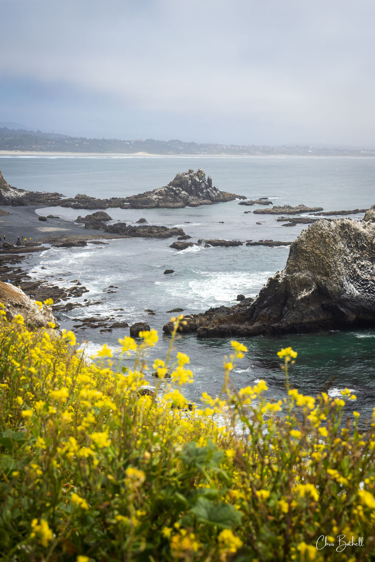 Spring Tides Vertical Vibrant yellow wildflowers bloom along the cliffside, framing a sweeping view of rugged sea stacks and gentle ocean waves below...