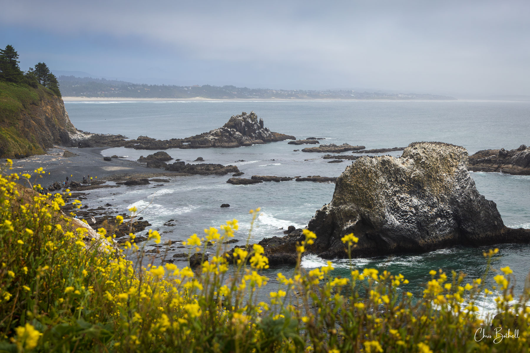 Spring Tides Vibrant yellow wildflowers bloom along the cliffside, framing a sweeping view of rugged sea stacks and gentle ocean waves below...