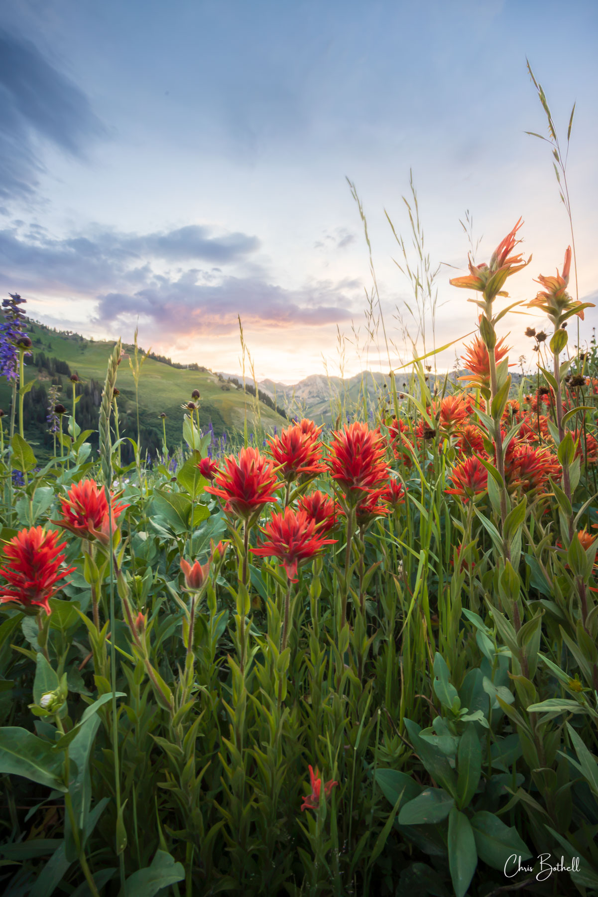 Indian Paintbrush Sunset Vibrant indian paintbrush reaches for the sky as the sun sets behind the distant mountain range leaving its last burst of warm...