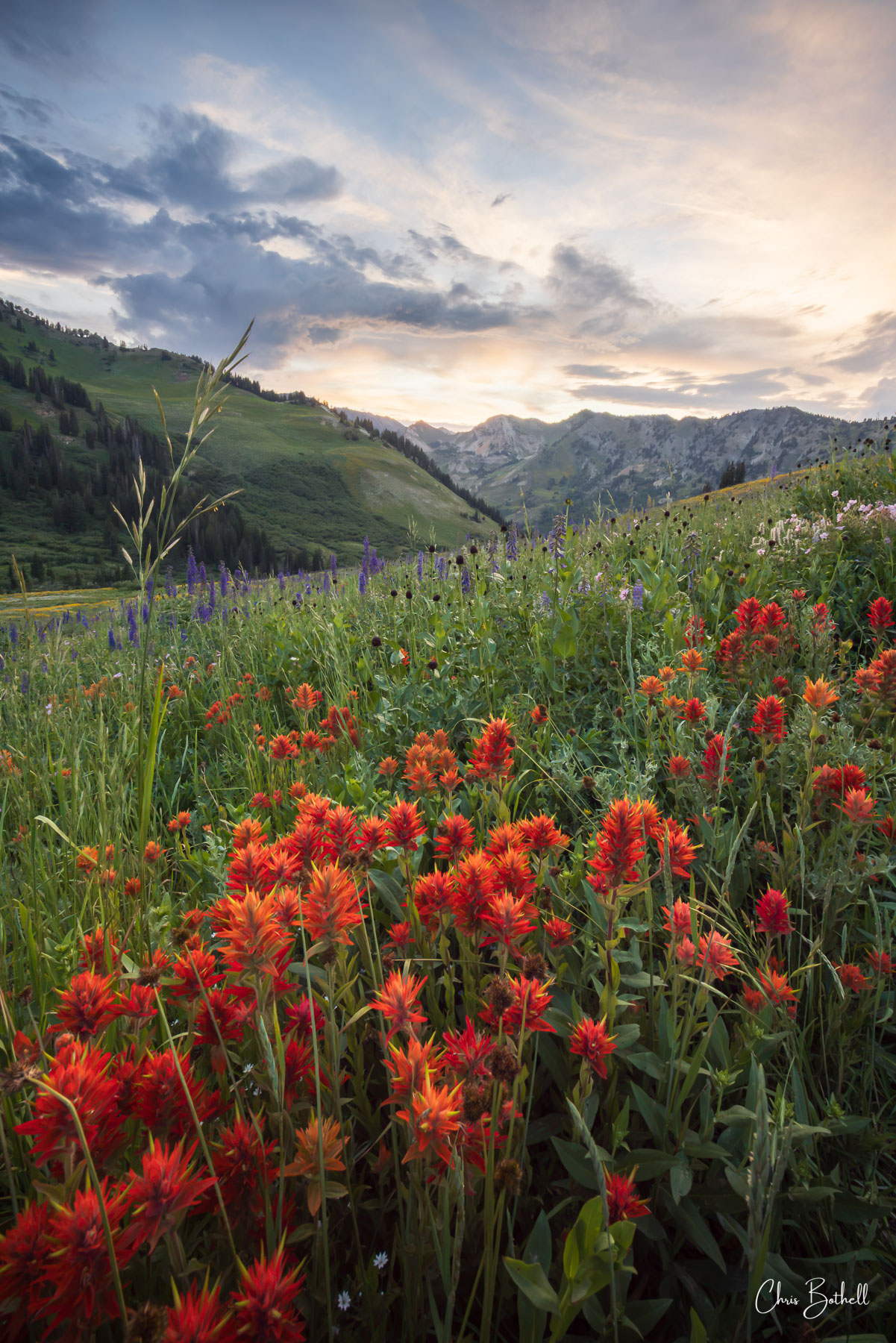 Wild Albion A collection of Indian Paintbrush grows among the wildflowers of Albion Basin.