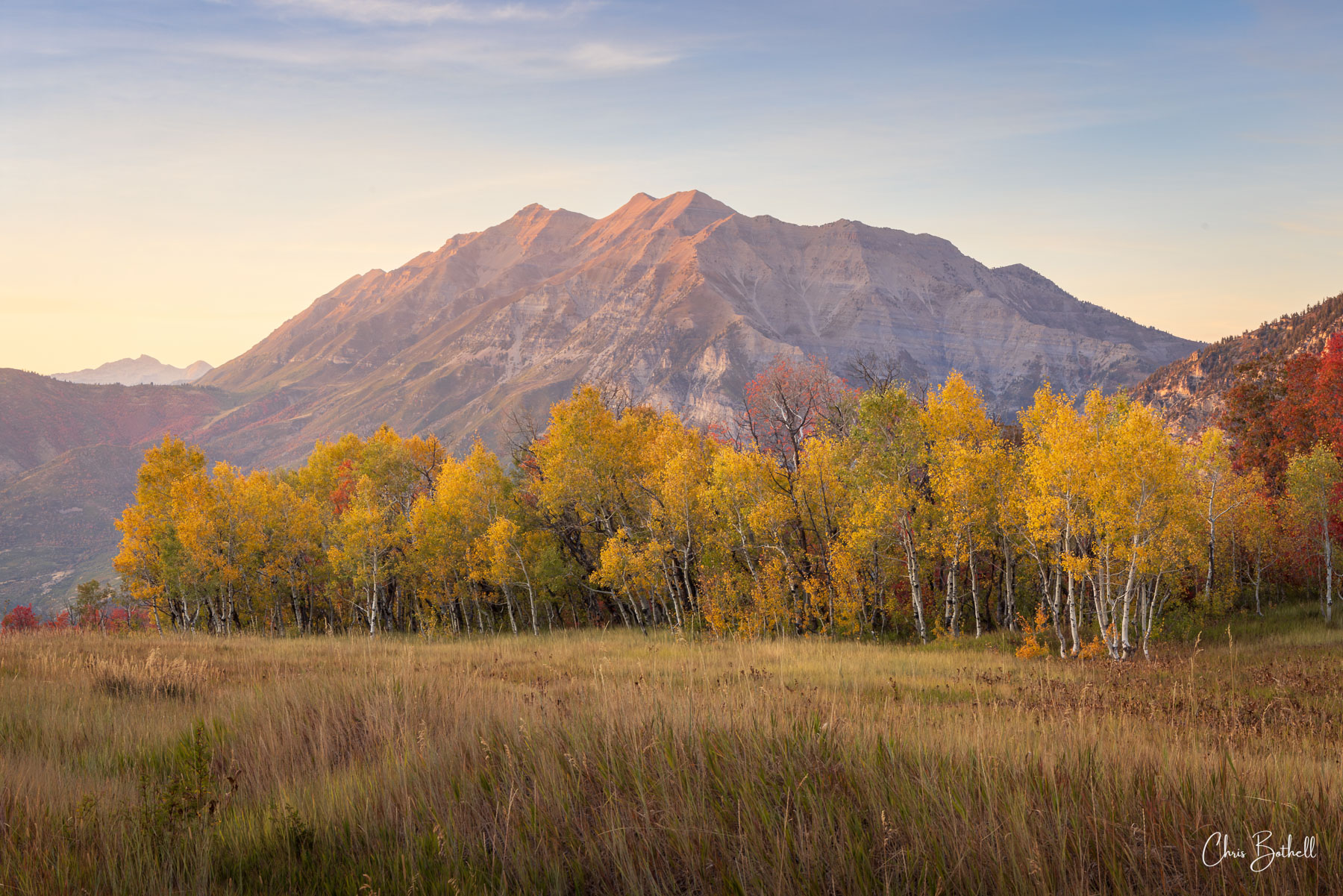 Autumn Wonder Vibrant yellow aspen trees stand out against the stunning backdrop of the setting sun on Mount Timpanogos creating a picturesque...